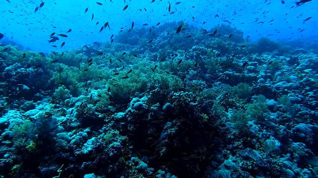 Low angle shot of corals full of fishes in the deep blue of a tropical sea