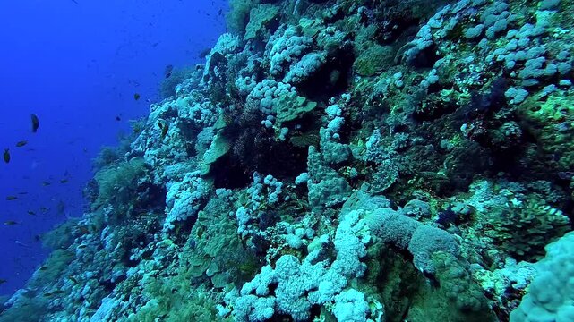 Swimming among beautiful corals and colorful fishes - Egypt Red Sea - BDE