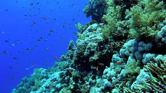 Beautiful tropical coral reef full of colorful fishes - Egypt Red Sea