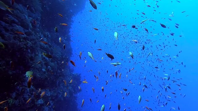 Egypt Red Sea - BDE - Swimming among millions of colorful fishes