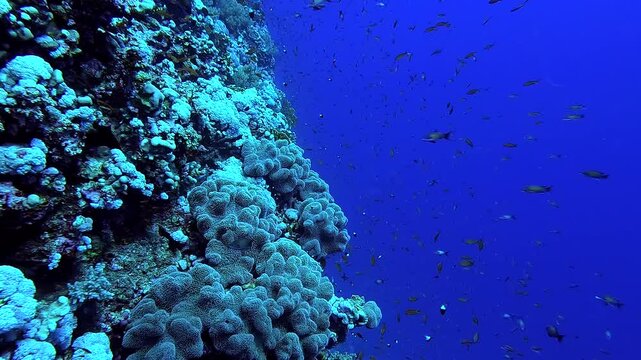 Swimming next to a beautiful reef full of colorful corals and fishes - Egypt Red Sea
