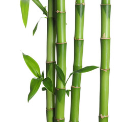 Bamboo stalks and leaves isolated on a clean white background