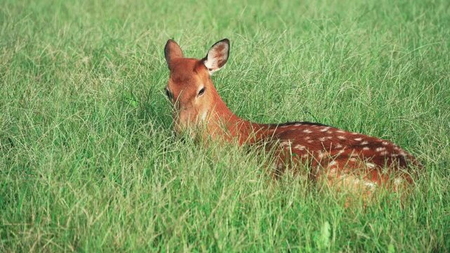 A brown deer sitting on the grass.