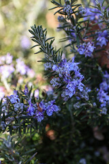 flowering rosemary plant with delicate blue blossoms