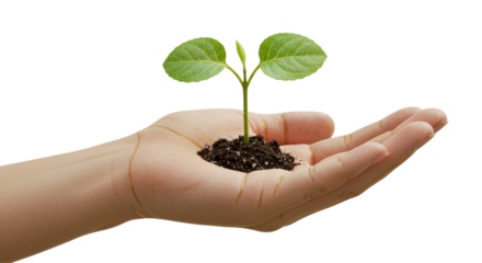 Isolated Hand Holding Small Plant Growth and Nurturing Concept