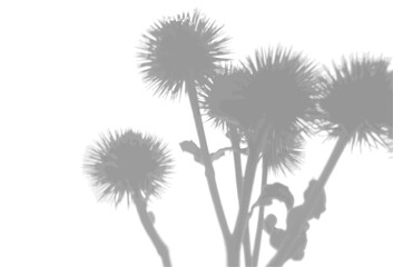 The shadow of a thistle bush on a white wall. A black and white image to overlay on a photo or mockup