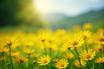 Obraz premium Field of cheerful yellow daisies basking in sunlight , vibrant, floral, yellow daisy