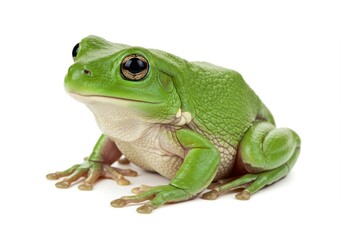 Obraz premium Green tree frog sitting on white background with detailed eye