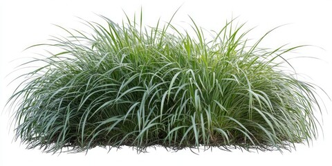 Dense Green Grass Detail