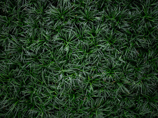 Mondo Grass Fountainplant, Ophiopogon japonicas for garden.