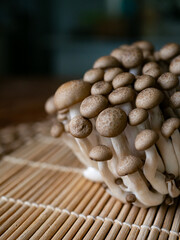 fresh brown shimeji mushroom or beech mushroom.