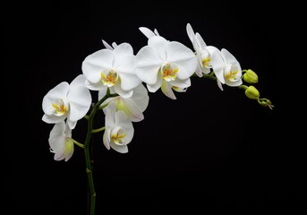 Elegant white orchid branch with buds against a dark background