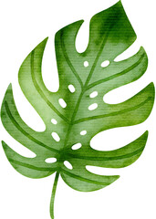 Watercolor monstera leaf on a transparent background.