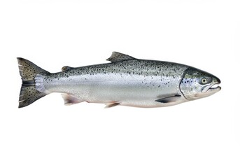 Naklejka premium Isolated fresh salmon fish with silver scales and black spots on white background