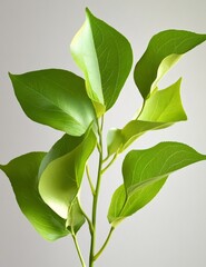 Closeup View Of Green Leaves On Stem Against Light Gray Background