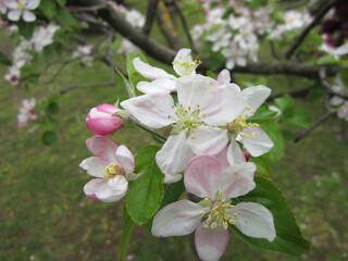 Macro fiori di mela colore bianco e rosa con grandi petali e polline giallo centrale