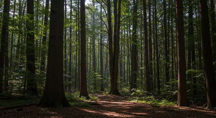 Obraz premium Scenic Photo Through Green Forest Landscape Tree Path Sunlight