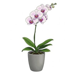 Light pink Phalaenopsis orchid potted plant, white background.