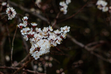 Close-up of apricot blossoms against soft sunlight conveys an atmosphere of tenderness and hope. This shot can be used in greeting cards, posters, and advertising campaigns for spring collections.