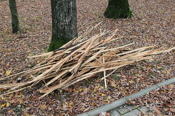 Wood chips lying on fallen leaves in the park, wood waste, recycling wood waste, cleaning the park from wood waste.
