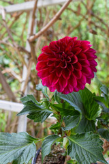 A vibrant red dahlia flower in full bloom, showcasing its intricate petals and lush green leaves against a blurred garden background.