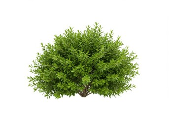 Fototapeta premium Isolated green bush with small leaves on a white background, showing a compact and lush growth pattern
