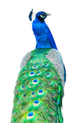 Obraz premium Beautiful Peacock Isolated On White