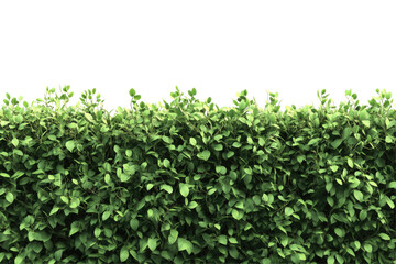 Lush green hedge border