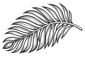 97 Botanical illustration, palm leaf, detailed engraving, black and white, high contrast, fine linework, symmetrical composition, vintage scientific drawing, textured, realistic, tropical plant, simpl