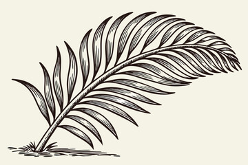 Obraz premium 97 Botanical illustration, palm leaf, detailed engraving, black and white, high contrast, fine linework, symmetrical composition, vintage scientific drawing, textured, realistic, tropical plant, simpl