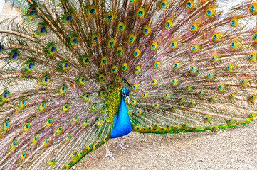 Obraz premium Beautiful Peacock at the zoo
