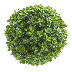 Round Green Plant Top View