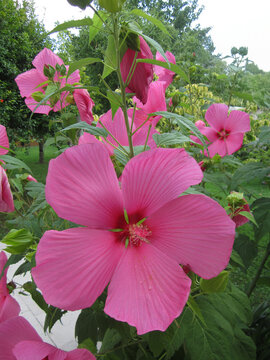 Grandi fiori di ibisco rosa avvolti nel fogliame verde