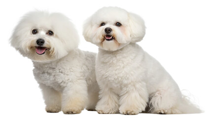 two bichon frise dogs isolated on white background, PNG