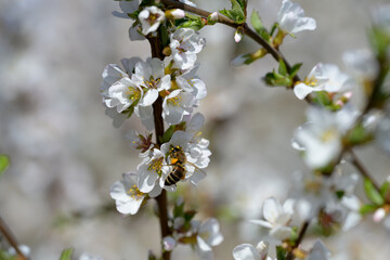 Bees collecting nectar on a white flowering cherry bush