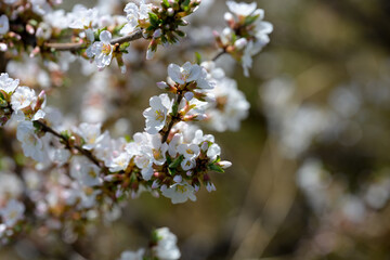 Bees collecting nectar on a white flowering cherry bush