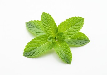 Close-up of a sprig of fresh green mint leaves arranged on a white surface, showing the veins and texture