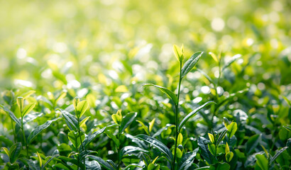 Close up of tea plant green in nature. Green tea, young tea leaves, Green tea plantation in morning. Chiang Rai Province, Thailand