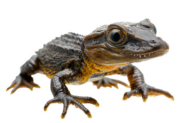 Fototapeta premium A detailed close-up of a brown and black frog with prominent eyes and textured skin.