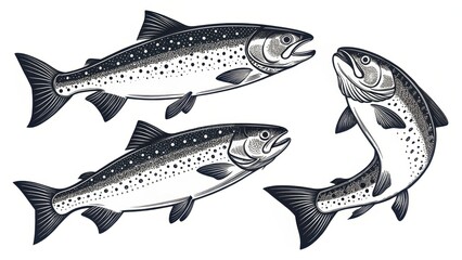 Obraz premium Vintage Illustrations of Freshwater Trout in Black and White Style