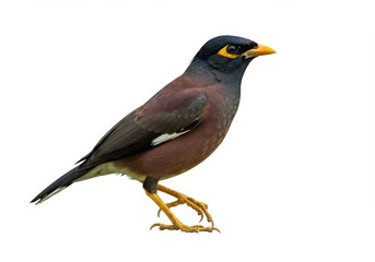 Isolated common myna bird perched and standing on white background in a studio shot