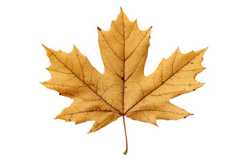 Obraz premium A detailed image of a vibrant yellow maple leaf showcasing intricate veins and textures against a clean background.