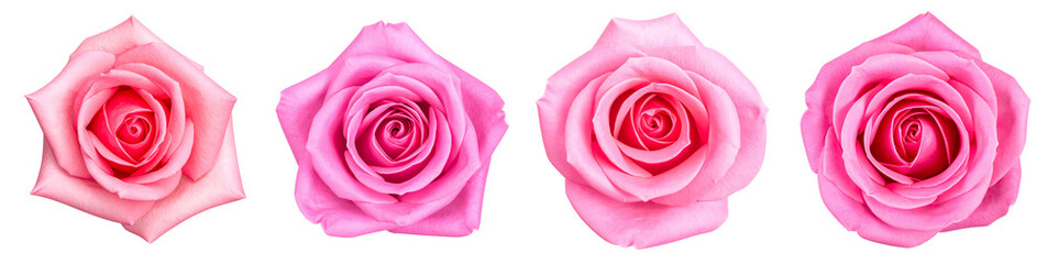 Set of Pink Rose with Transparent Background, PNG set, Delicate Flowers