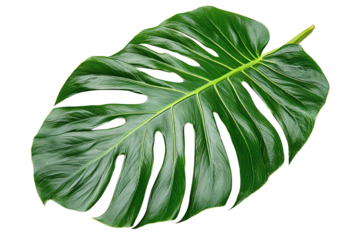 A vibrant green monstera leaf showcasing intricate patterns, perfect for botanical themes and natural decor.