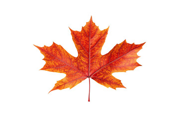 Fototapeta premium A vibrant orange maple leaf showcasing autumn's beauty and color, perfect for nature-themed projects and seasonal decorations.