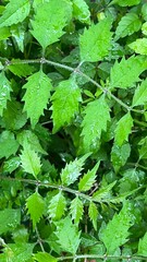 season of fresh green, lush young leaves, forest after rain, leaves of trumpet vine, young leaves of campsis grandiflora, leaves of Trumpet Creeper, 凌霄花の葉っぱ, ノウゼンカズラの葉