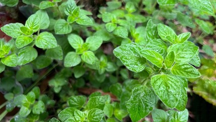 Oregano leaves wet with rain, fresh oregano leaves, oregano leaves as a spice herb, 雨に濡れたオレガノの葉、新鮮なオレガノの葉、スパイスハーブとしてのオレガノの葉