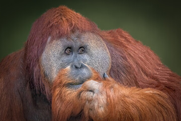 Obraz premium Close-Up Portrait of an Orangutan Holding Its Beard, Reddish-Brown Fur