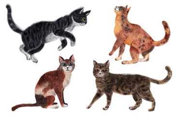 Watercolor illustration of four different breed cat pets in various positions. Domestic feline with fur and whiskers painting art concept.