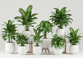 Collection of various green plants in white pots arranged against a plain background in a studio setting
